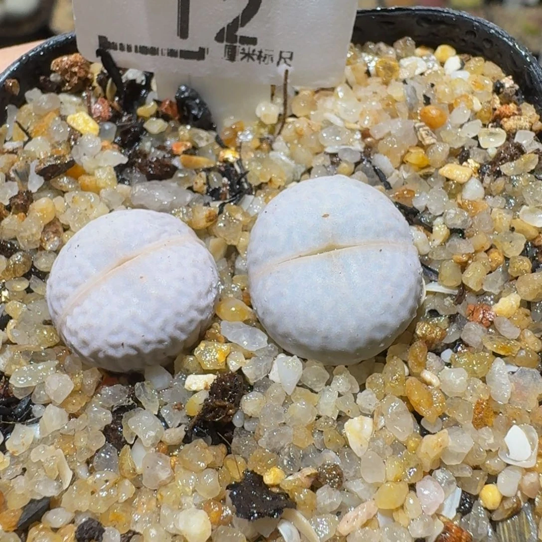 Sssss精品生石花12高尔夫