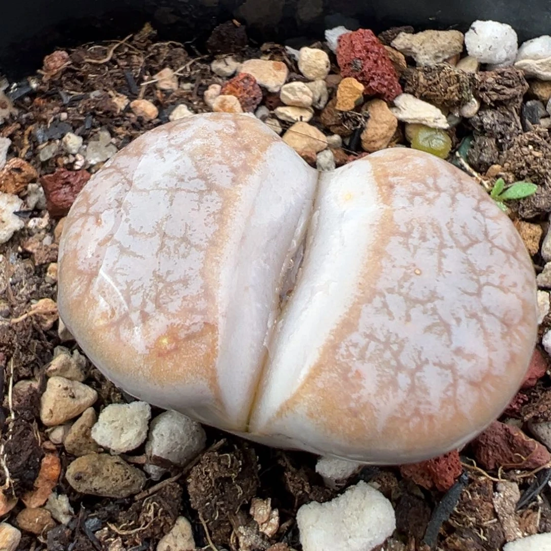 11.26好看的多肉脱土发货462