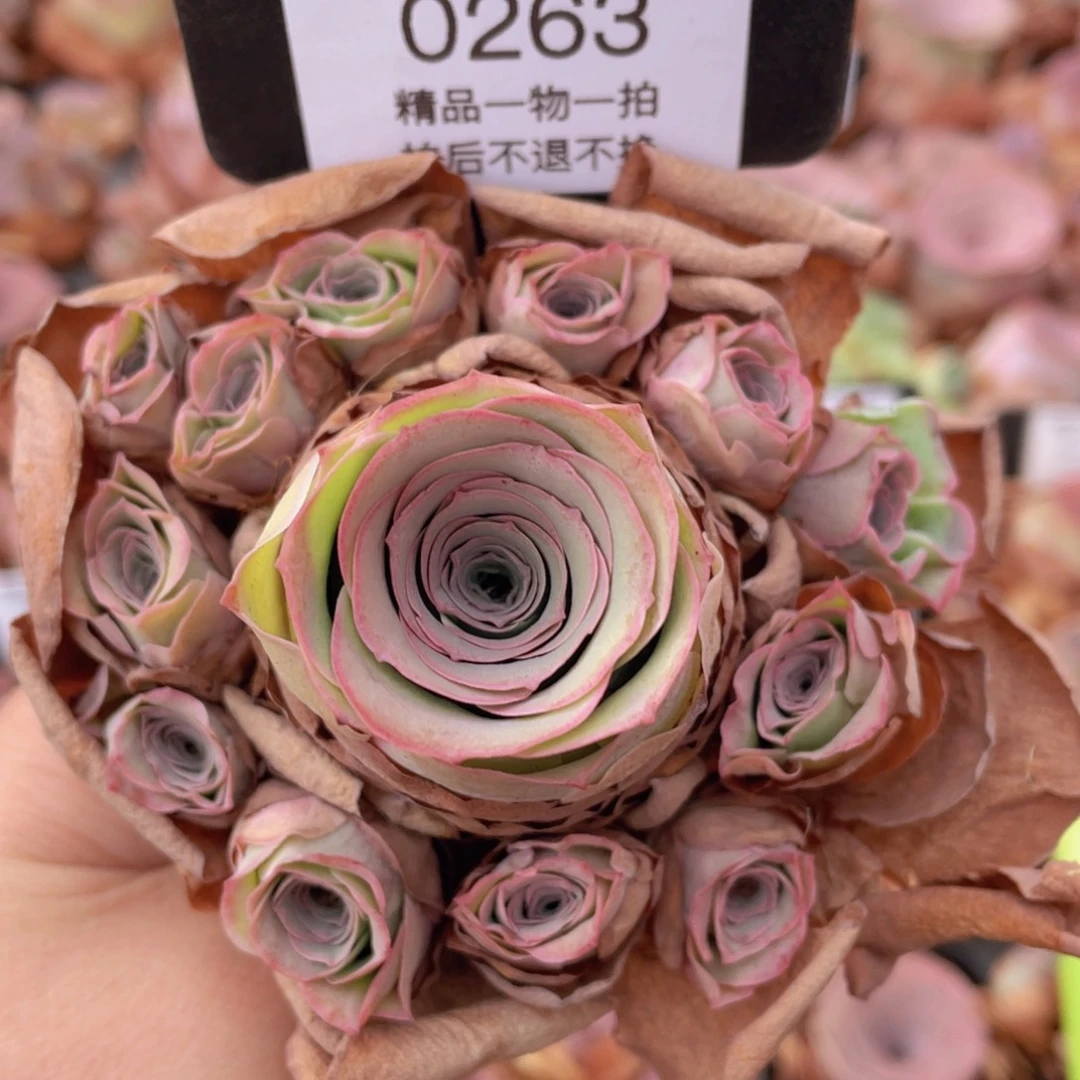 山地玫瑰0263裸根发货断枝不包损不售后