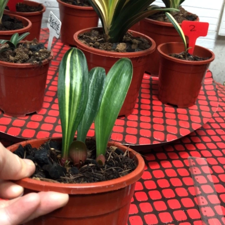 完全开放君子兰5862