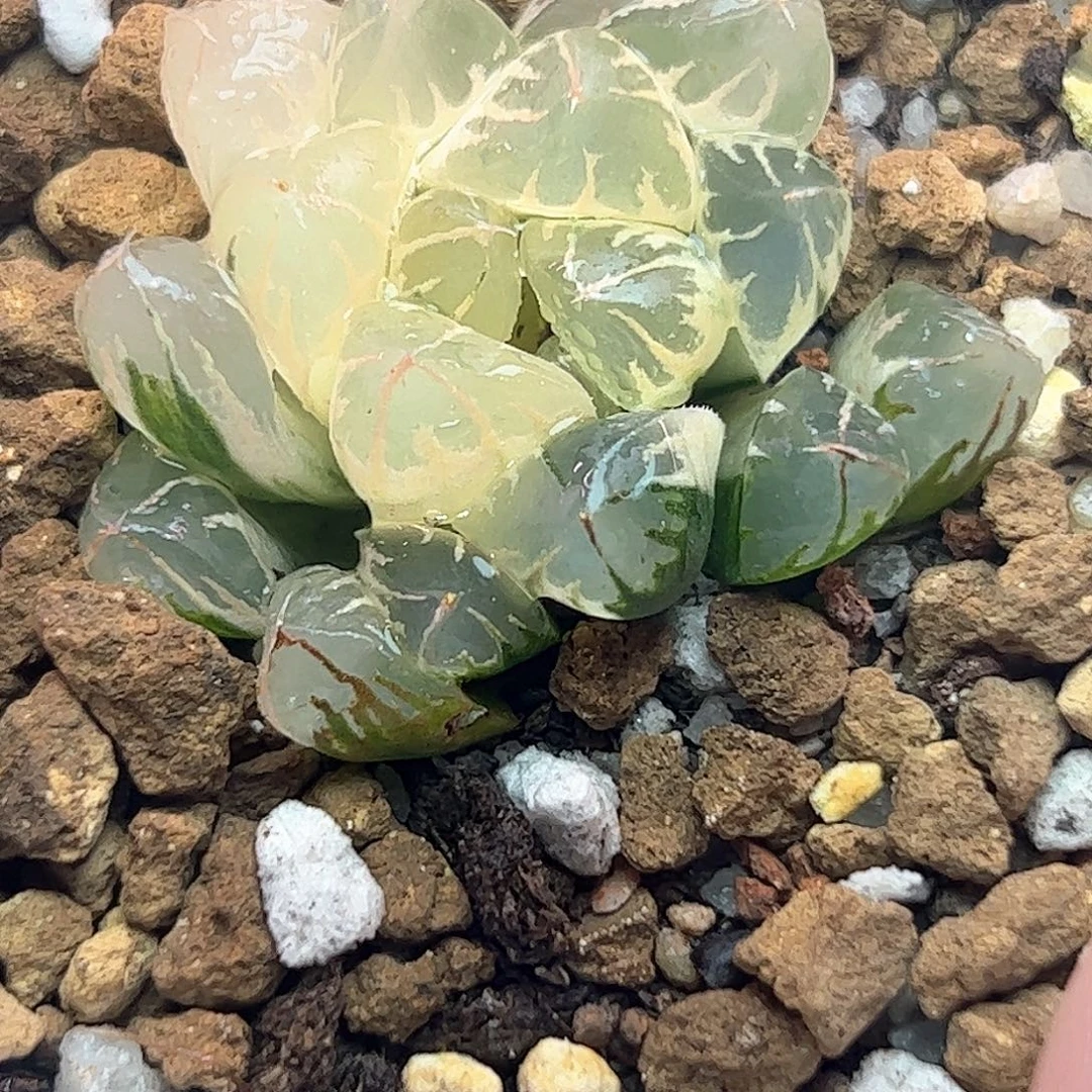 糊斑北极之光锦十二卷多肉