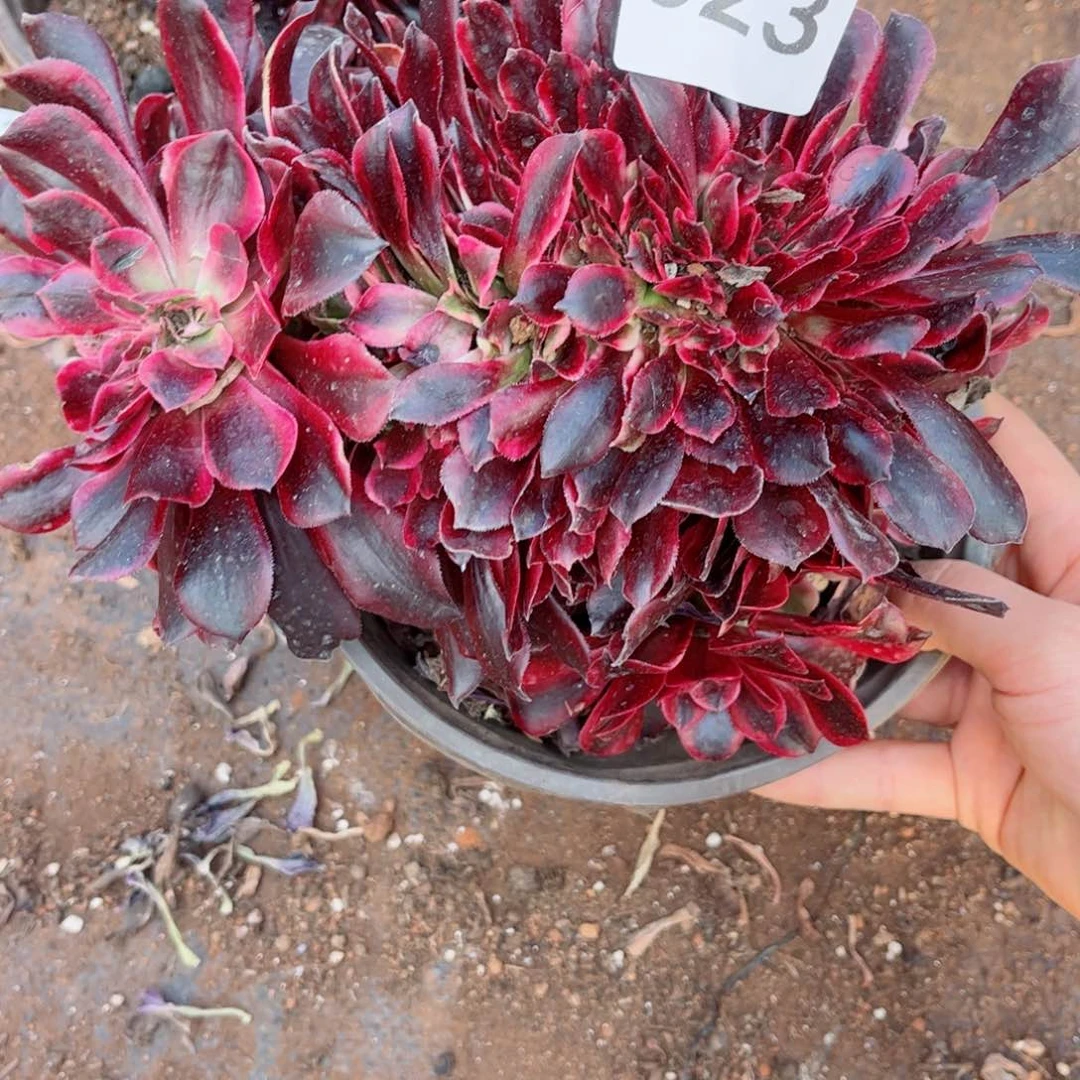 多肉植物323美杜莎