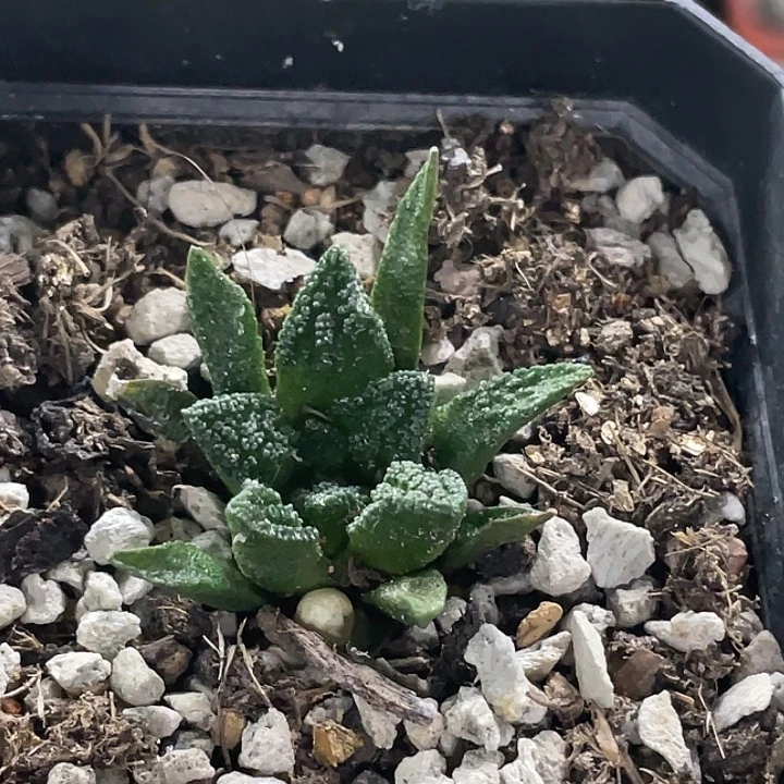 纯种辛顿牡丹实生