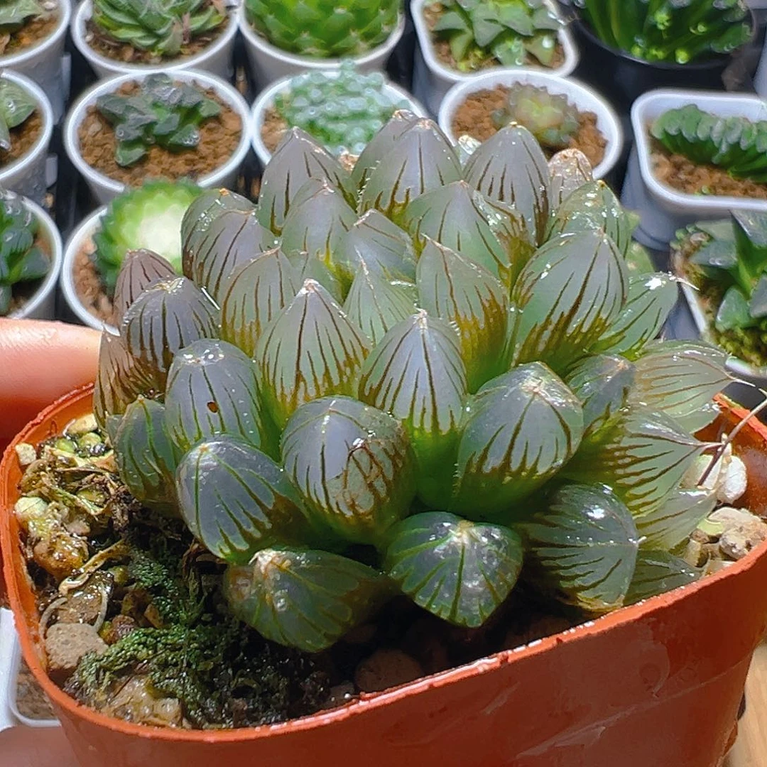 黑姬玉露多肉多肉多肉11