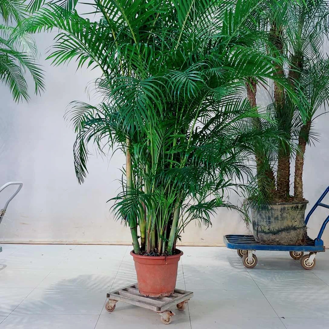 无花朵林88999999999