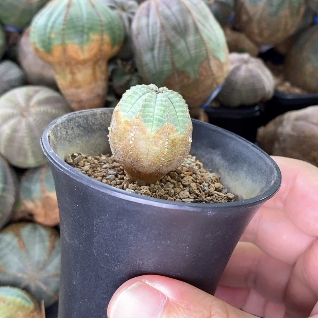 下播福利欧系布纹球