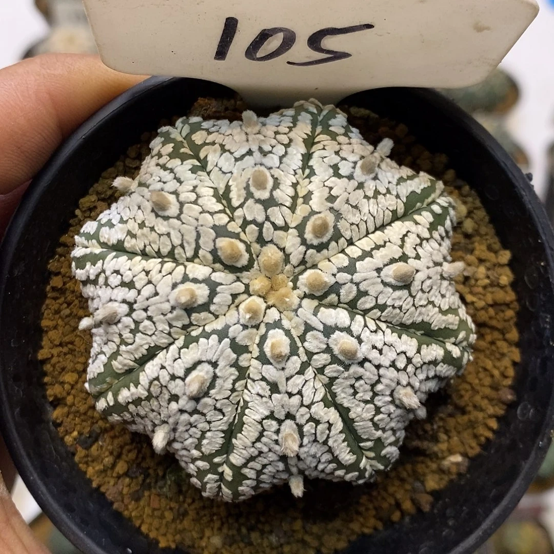 105超兜海星福利特价咯