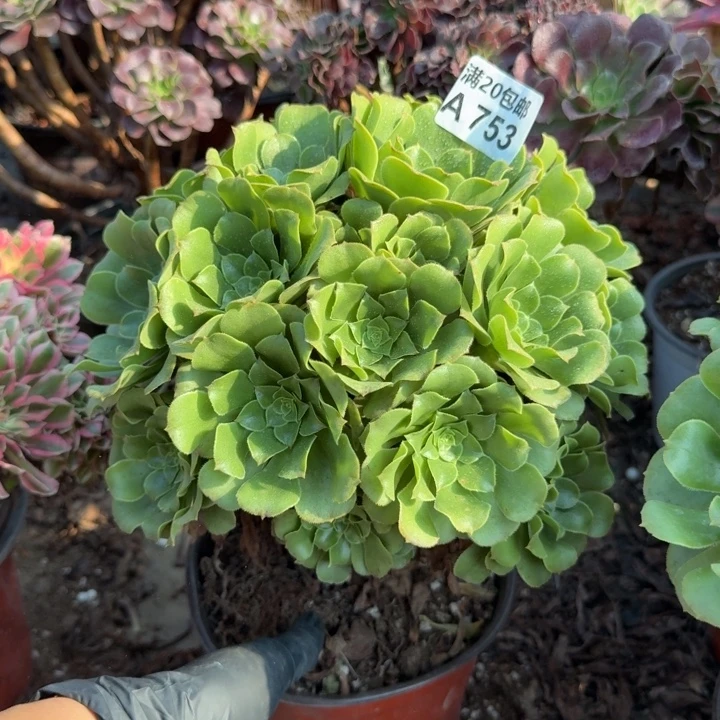 满20包邮，753绿玫瑰