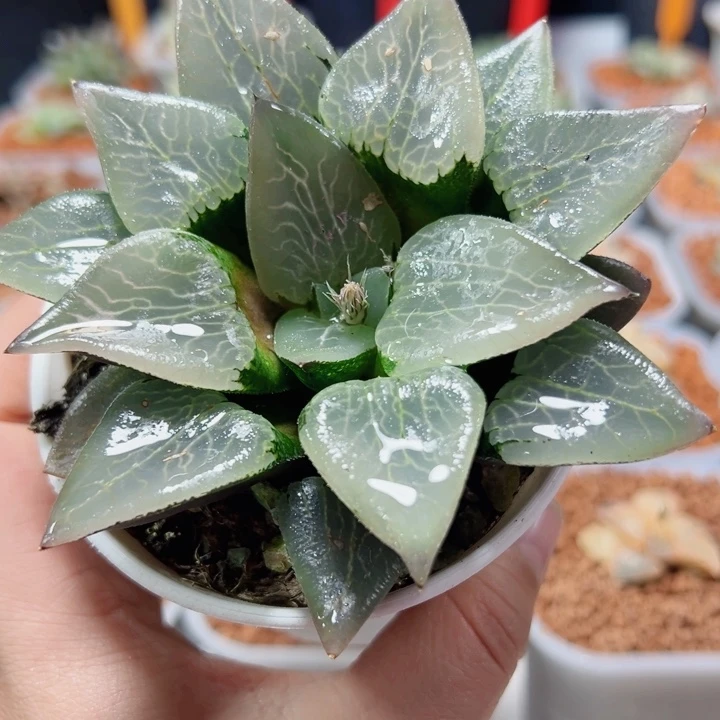 十二卷倔川流纹1111