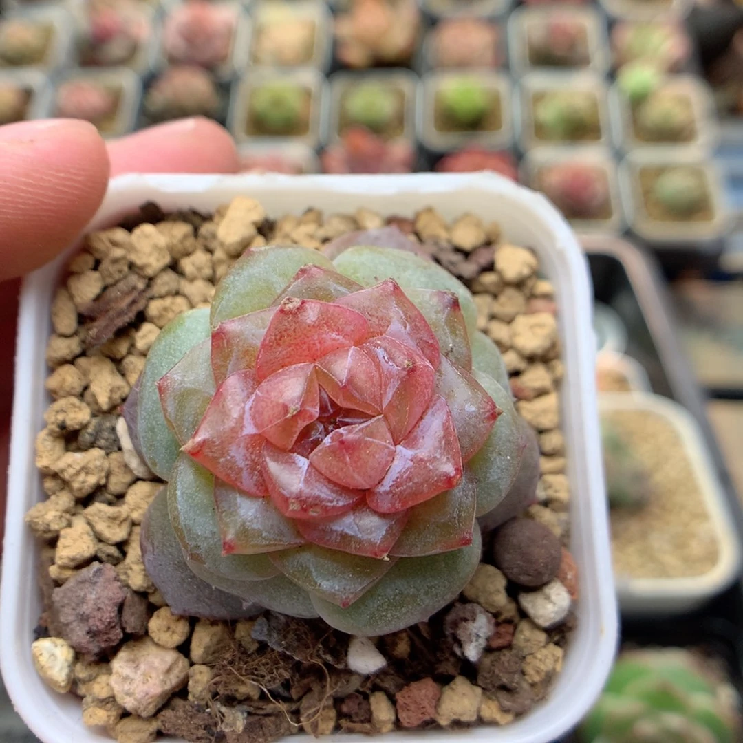 D54 ，柿子多肉20包邮，偏远地区不发货