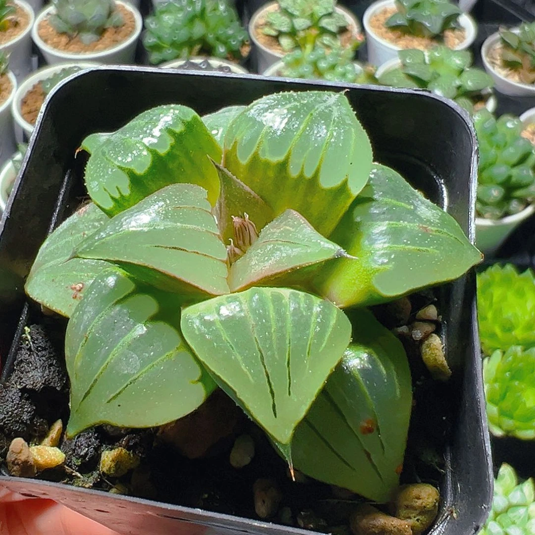 方盆媚凤寿多肉多肉