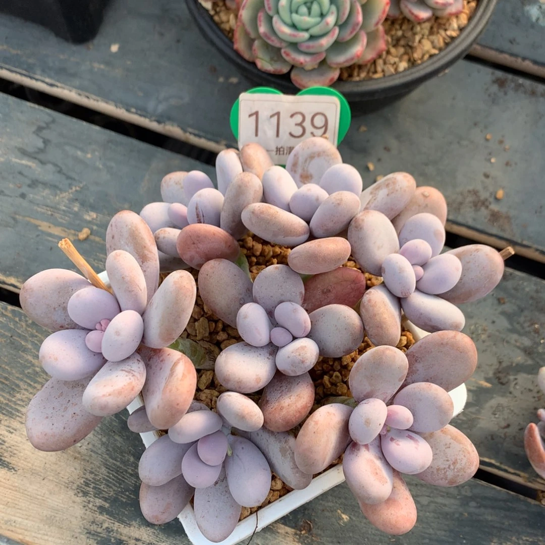 蛋白石奶酪无砍捧花1139