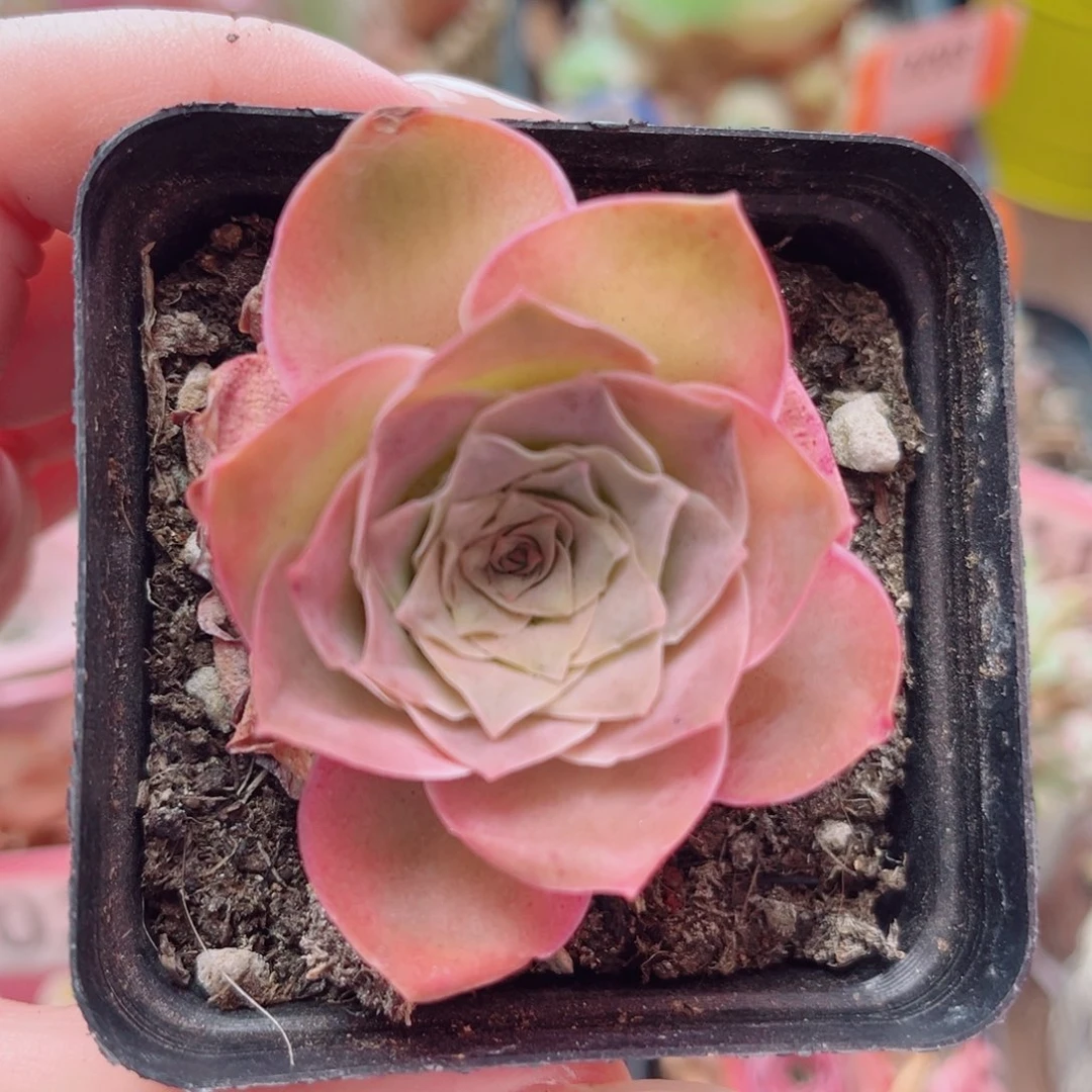 838 紫陌离 一物一拍