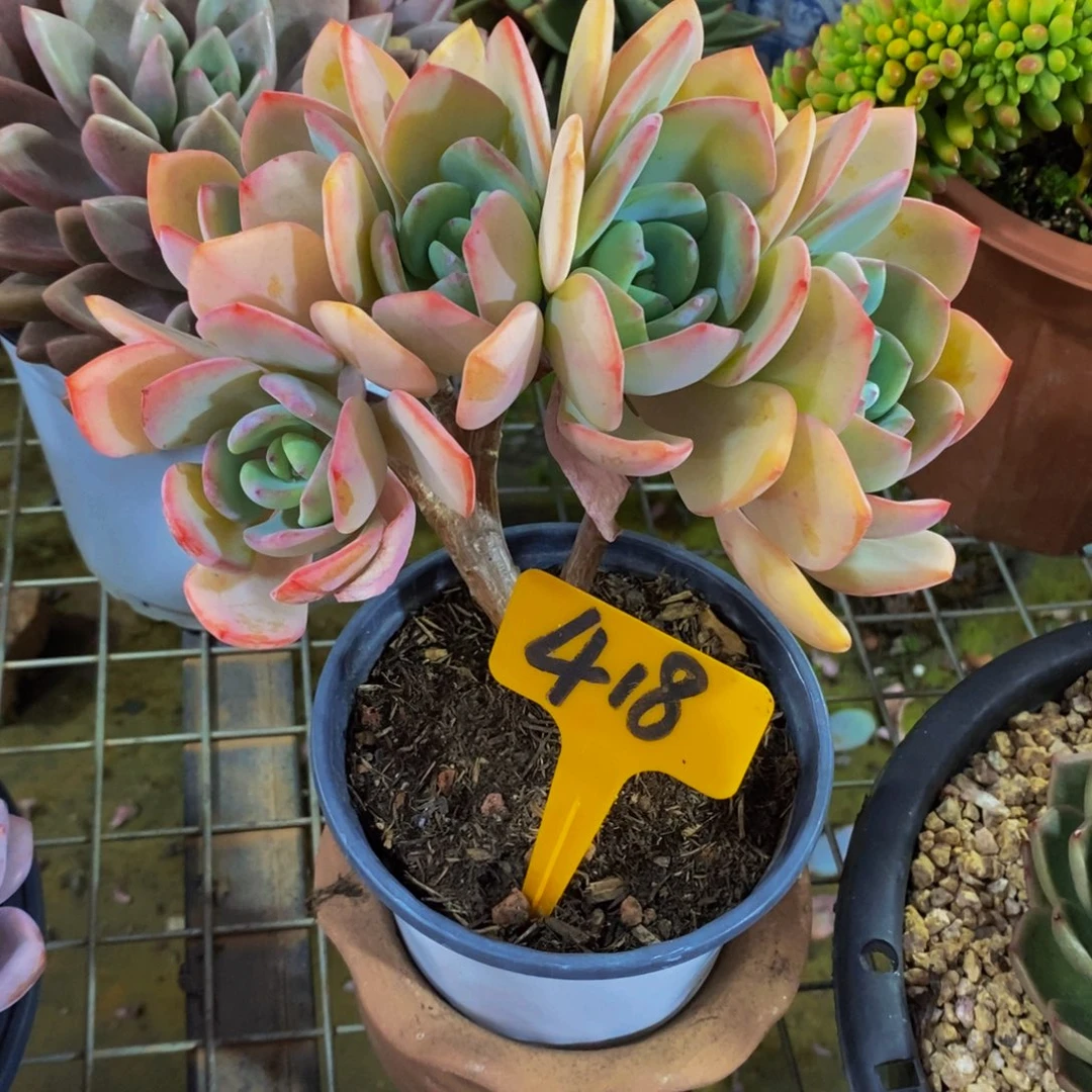 幸***福白月光小树缀418。