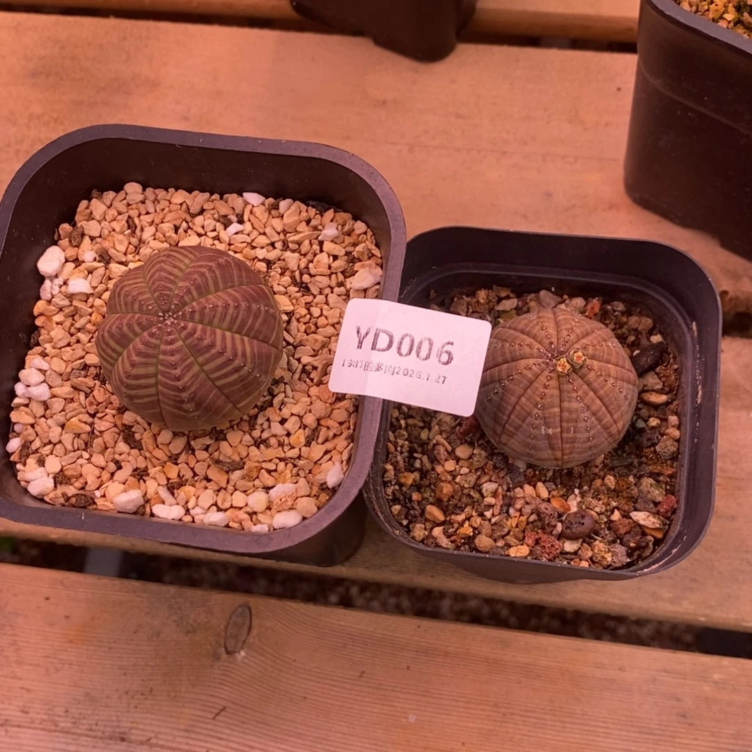 粗砂花盆浅**末YD006已配已配