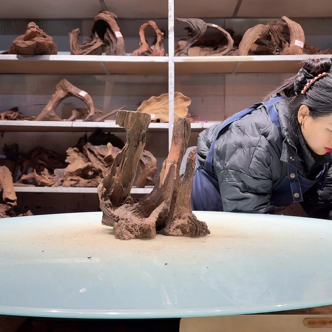 倍诸沉木不包去必褪色张*静7024