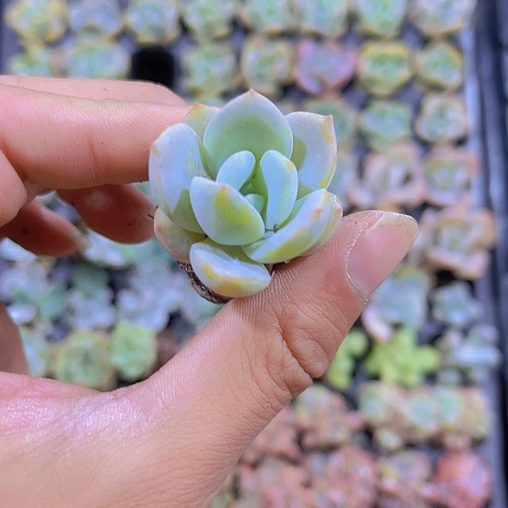 福利凤城一单两颗