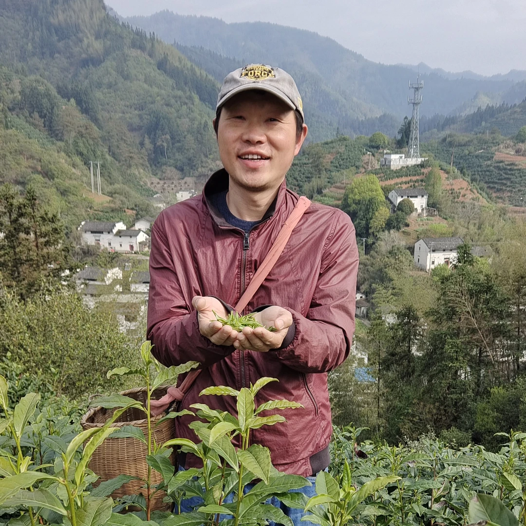 2025年现货 富溪高山高档毛峰500g