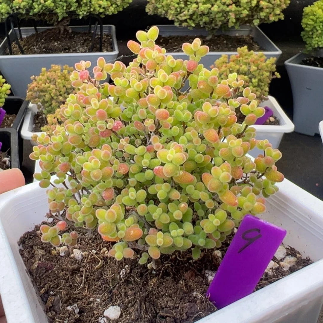 9号10cm盆蜜橘糖球