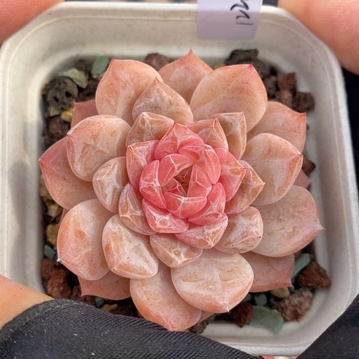 1221-547，糖心多肉