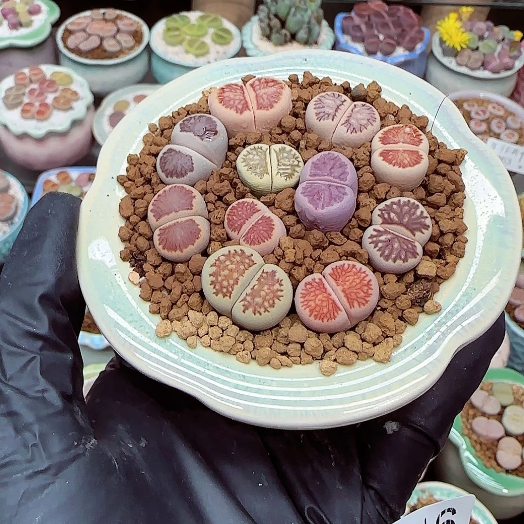 生石花满18包邮1203-146