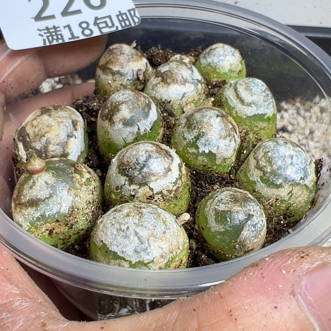 【闪购商品】 226。