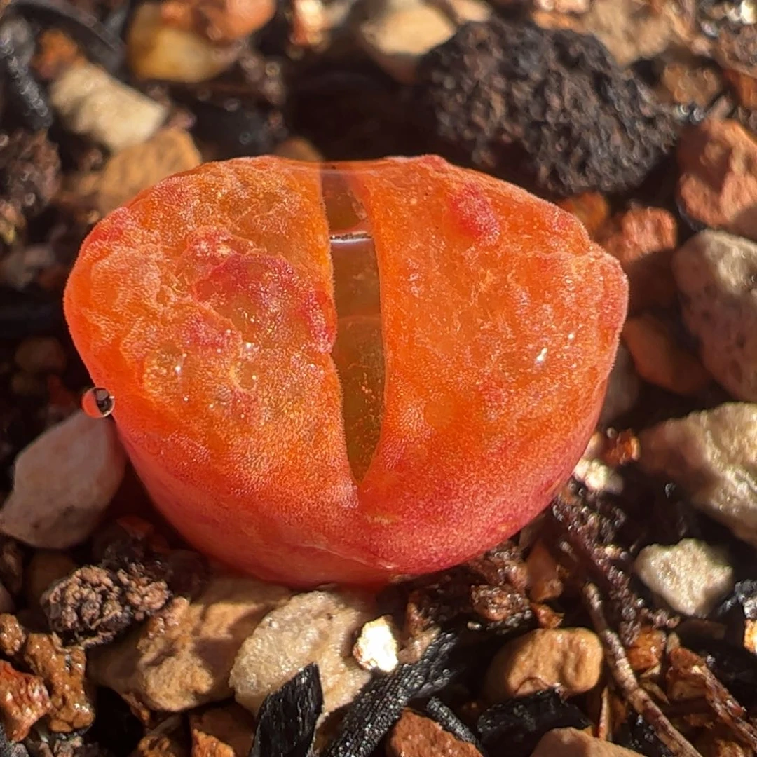 102果冻蛋糕多肉植物百科