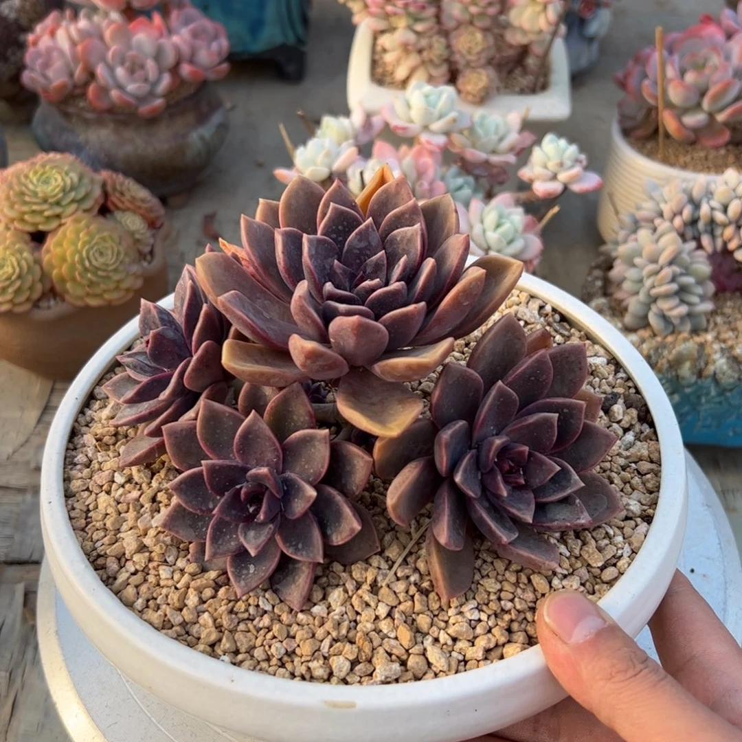 紫薇38 零零多肉植物