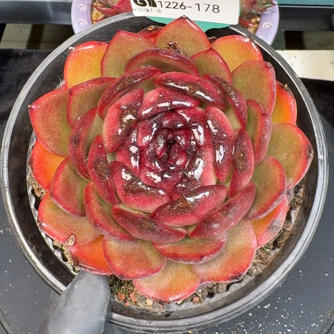 从前慢多肉精选编号1226.178