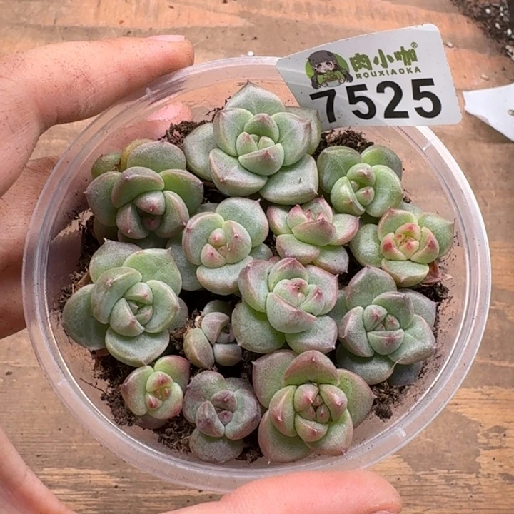 蓝****多肉植物多肉植物
