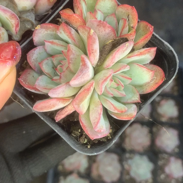 荷花双（满9.99包邮不满9.99发叶子）