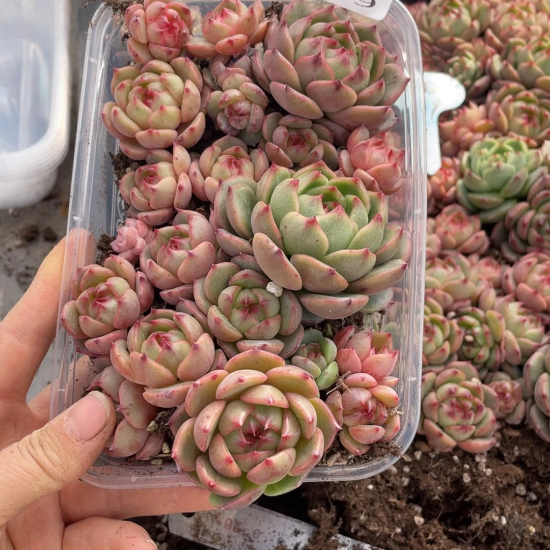 糕大上多肉植物039