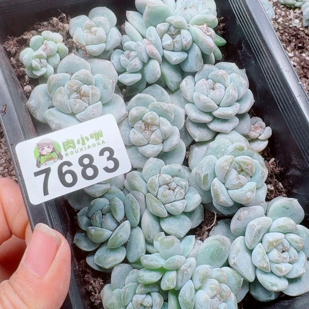 ¥***多肉植物多肉植物