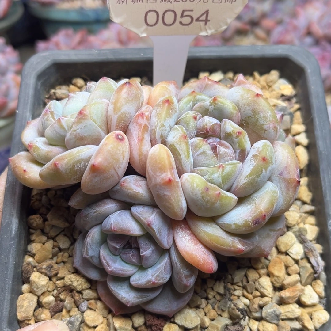 绿底紫心054/10cm4头