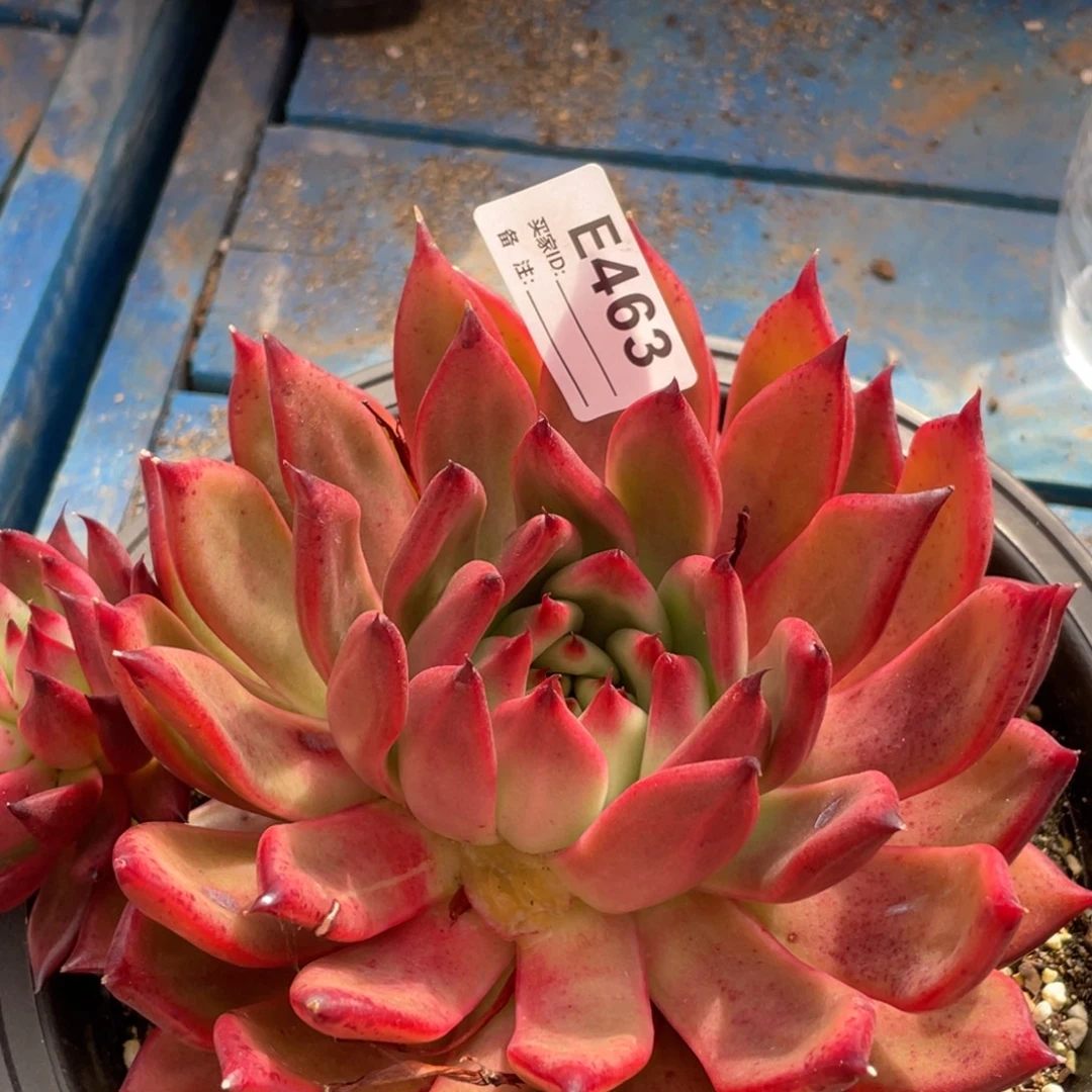 无花朵若如东云单拍E463