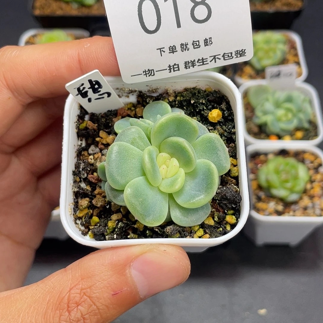 甜心三头一物一拍018