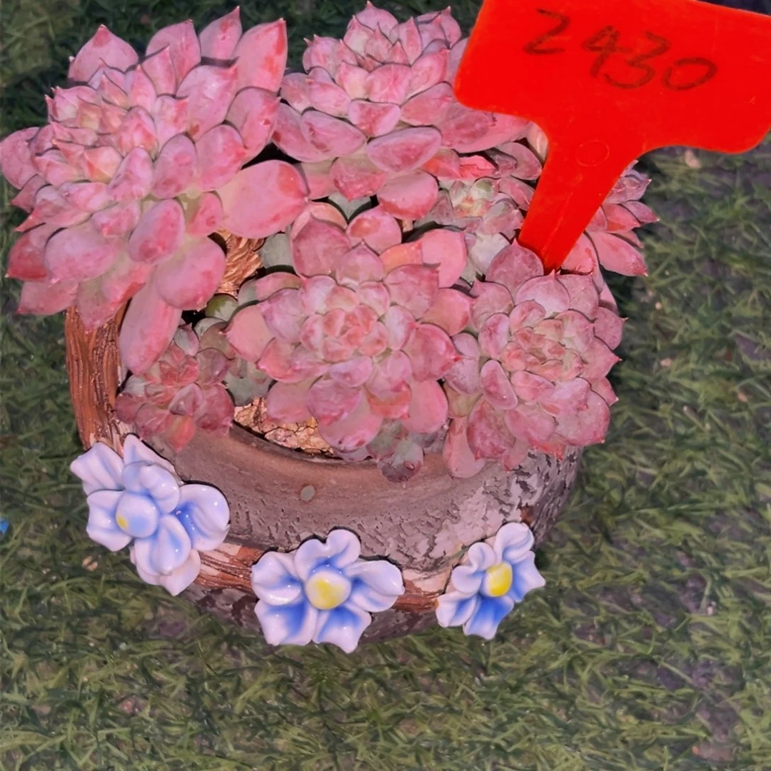 2430下午多肉植物群生