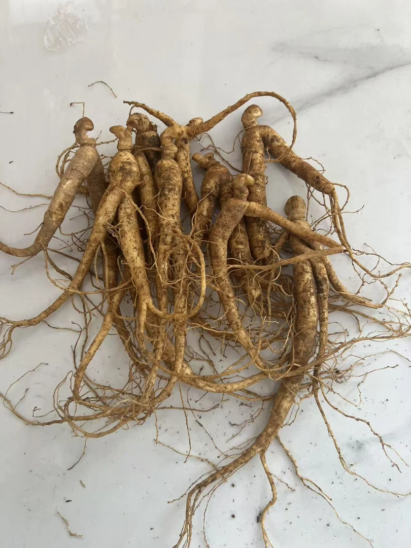 文登西洋参 鲜西洋参  文登新鲜西洋参 足龄小鲜参 15根分叉形状