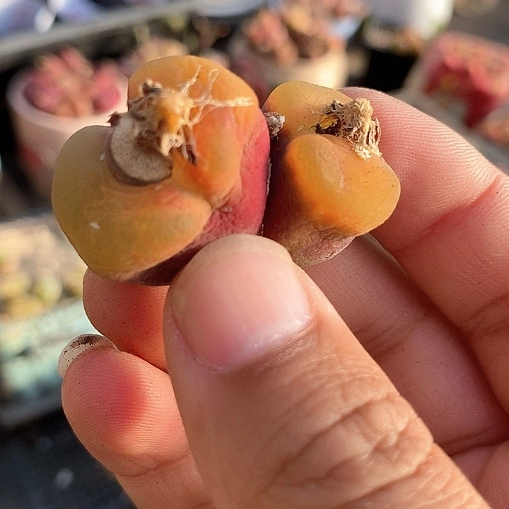 19538双头翻唇一颗