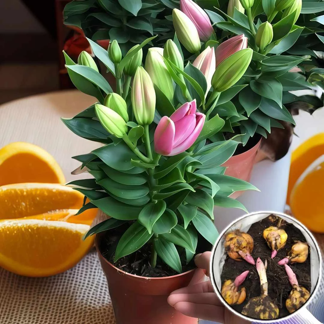 进口香水百合种球耐寒四季种植百合花耐热种子花球单瓣带芽室内外