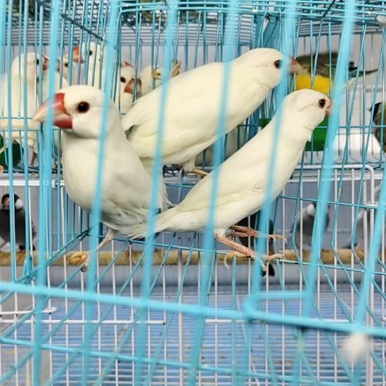 文鸟白色文鸟一对