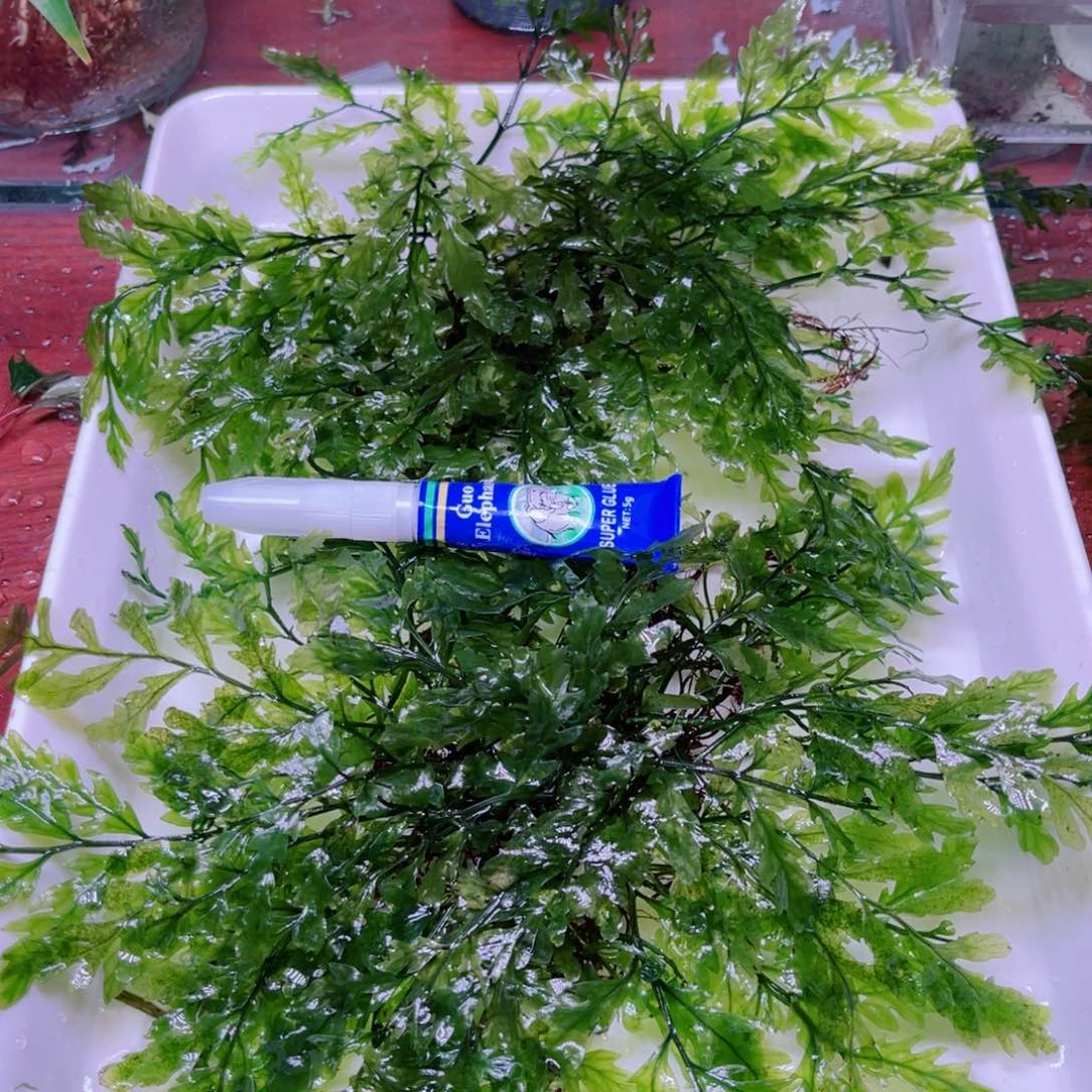 丢***肉美小呆精品水下叶一份