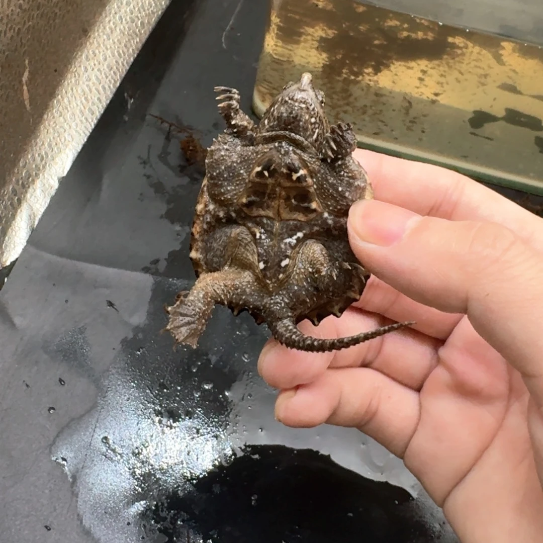 绿毛龟不分公母111