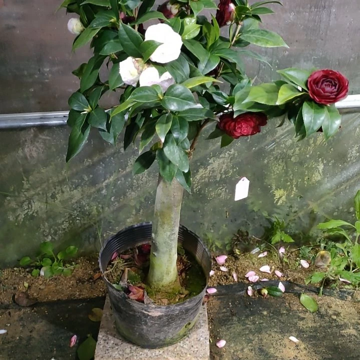 589墨川，白虎，原盆原土发货，不包邮