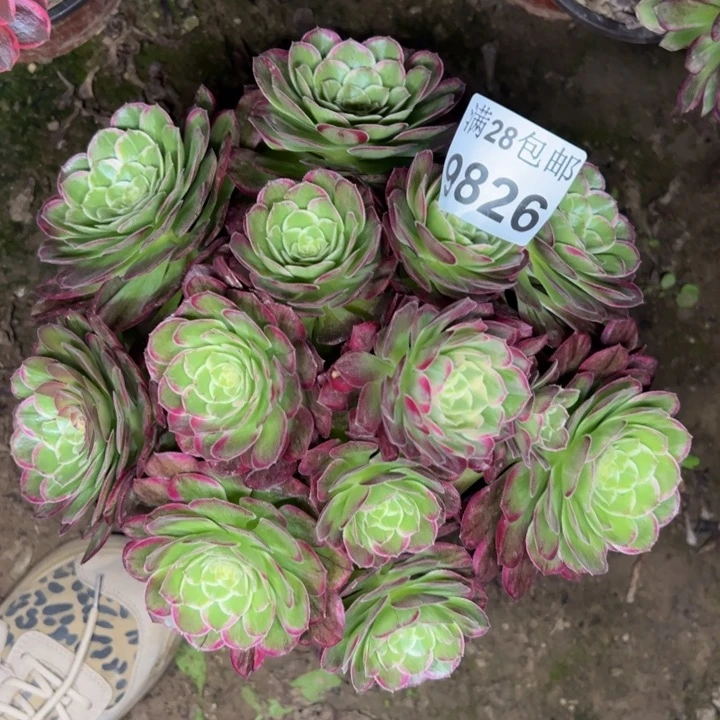 9826水晶莲花多肉植物