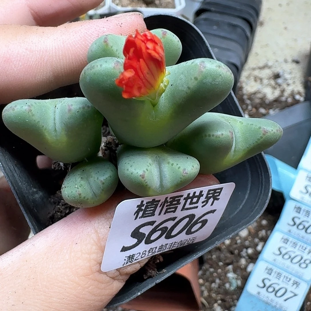 多肉W的人生drz多肉植物的人生哲学