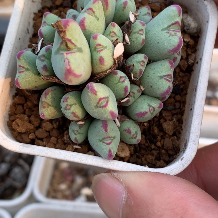 精品多肉植物精品多肉