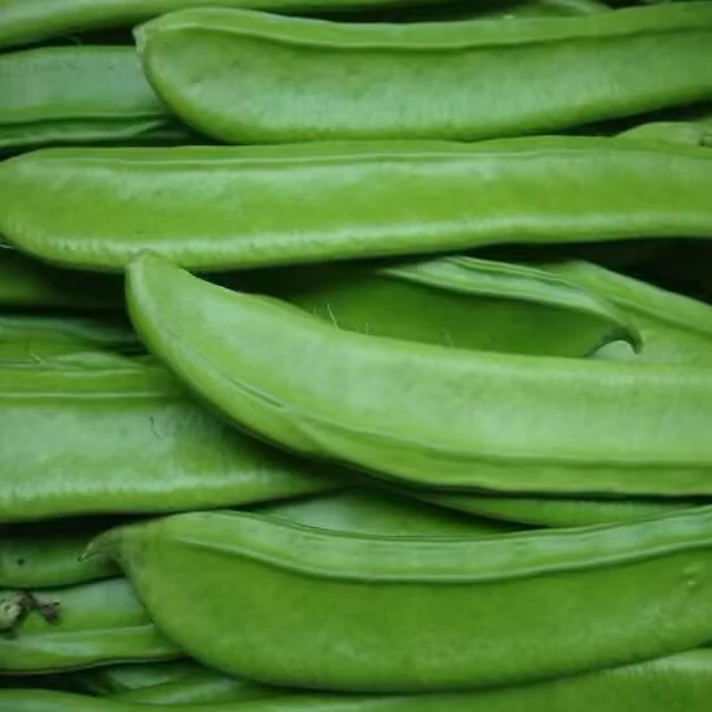 湖南南县本地新鲜刀豆