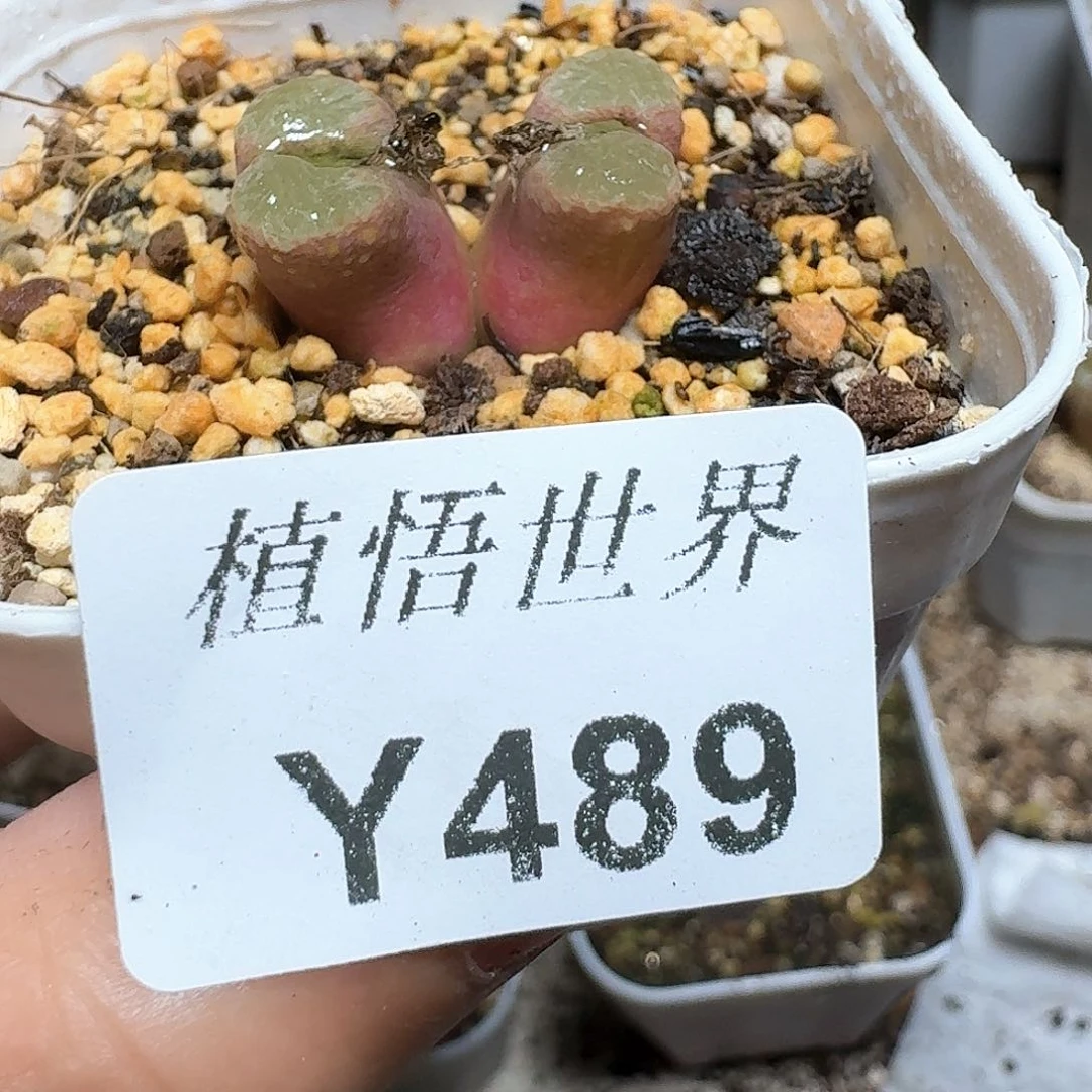 489盒多人多肉植物哇