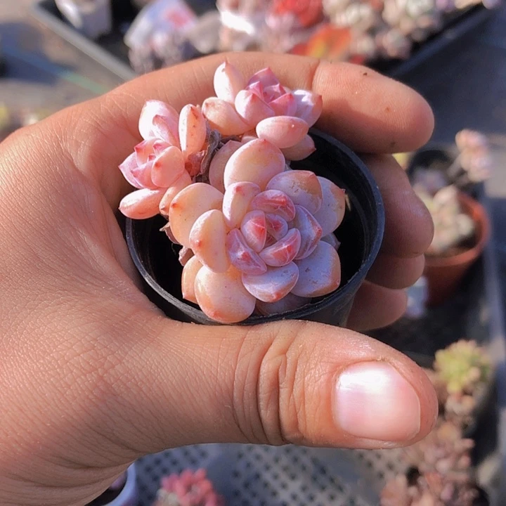 虾***!虾多肉。山东多肉植物